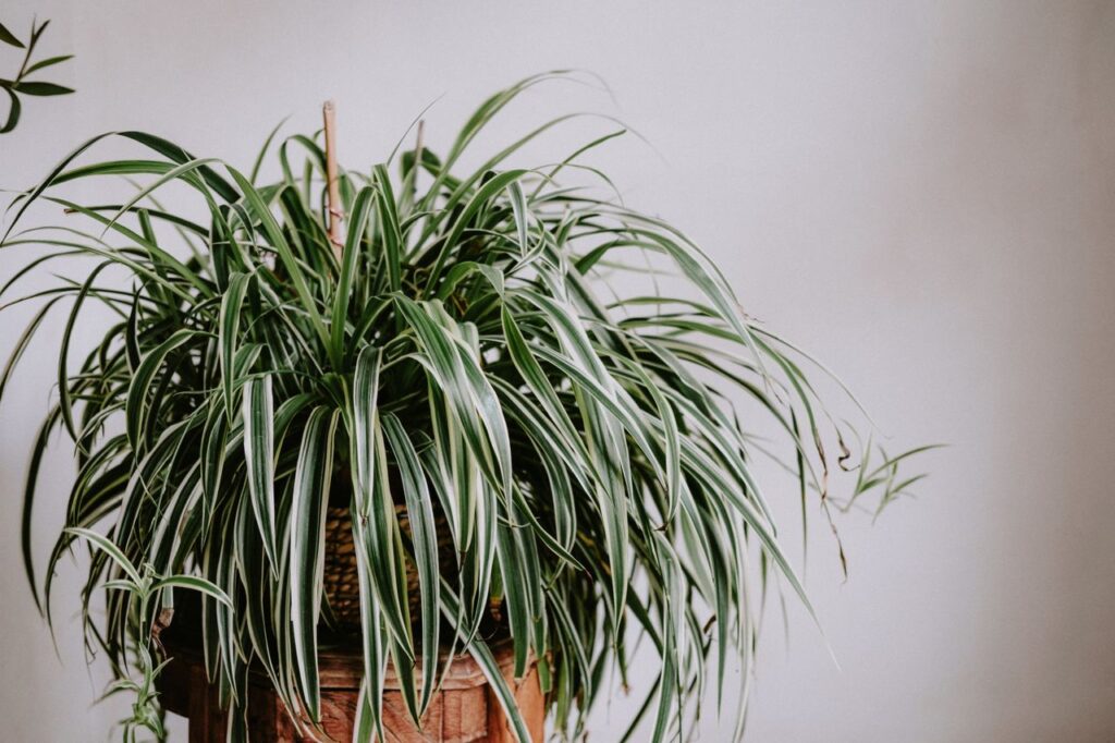 Close-up of a lush spider plant in a wicker basket against a minimalist white wall.