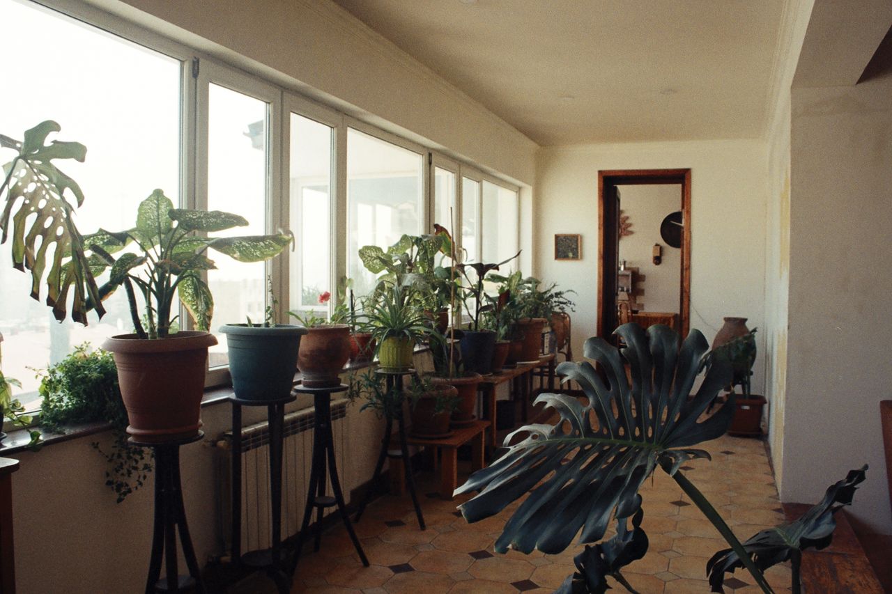 Sunlit interior space with various potted houseplants by a large window, creating a serene atmosphere.