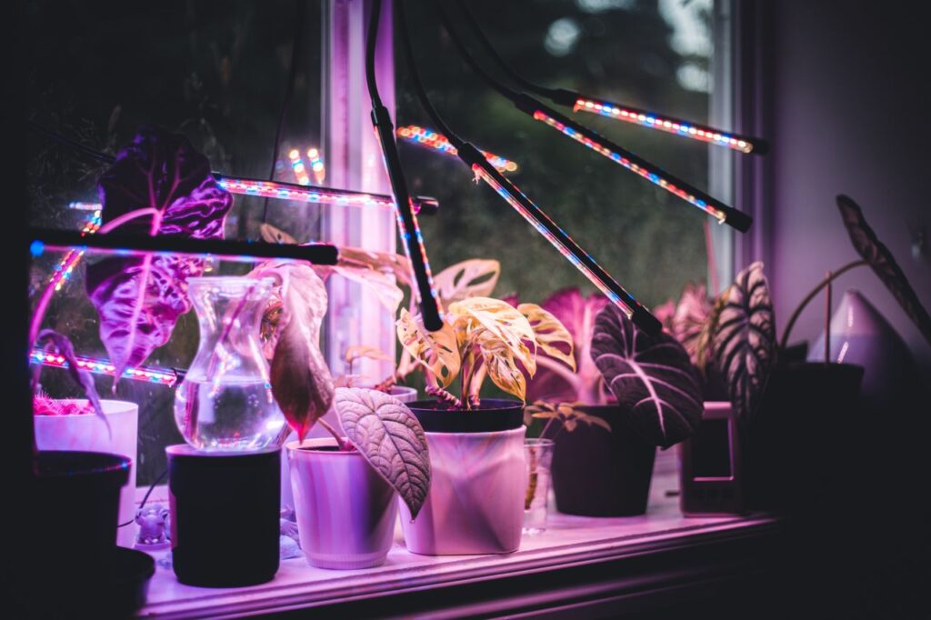 A colorful display of potted plants illuminated by LED grow lights on a windowsill.