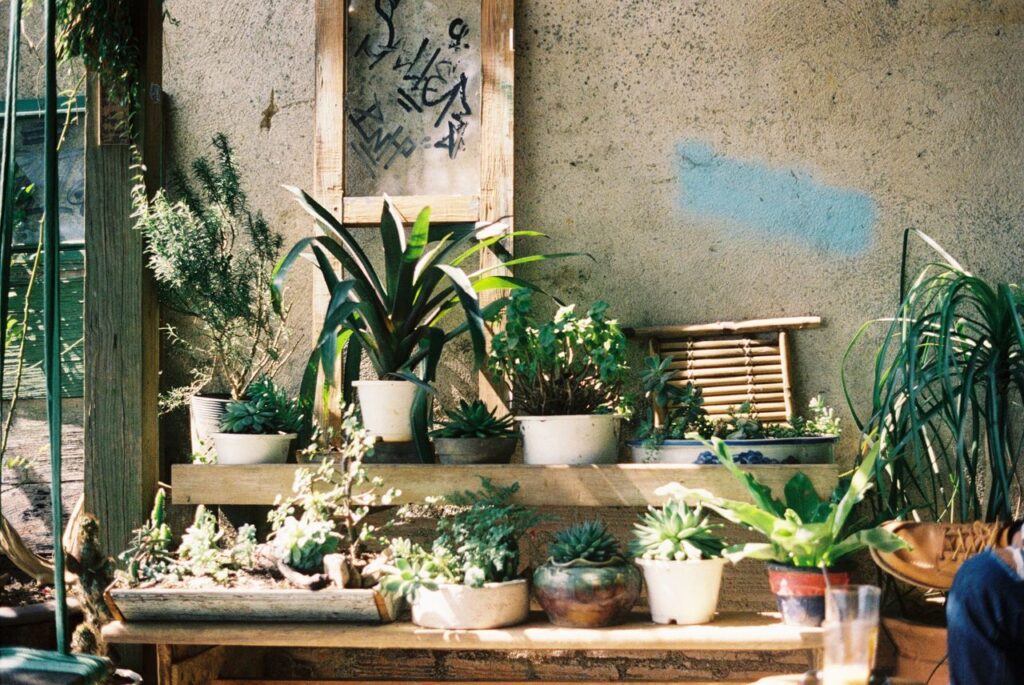 A collection of various potted succulents on wooden shelves against a textured wall.
