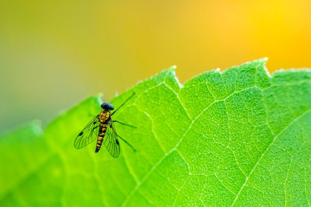 A detailed macro photograph capturing a fly perched on a vibrant green leaf, showcasing nature's intricate patterns.