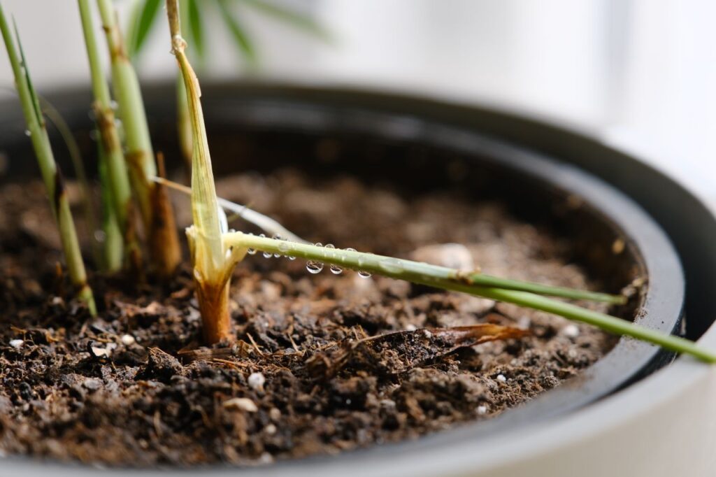 Detailed view of a green plant in a pot with fresh water droplets, symbolizing growth.