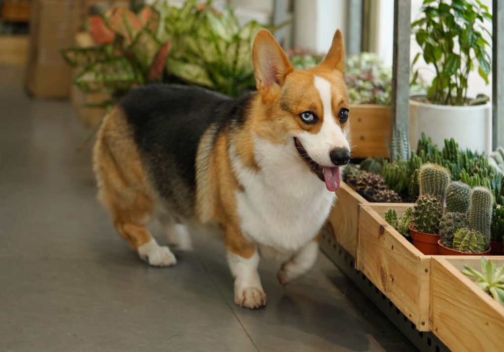 Cute corgi exploring an indoor garden with a variety of potted succulents and plants.