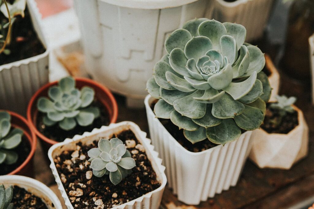 A detailed shot of assorted succulents arranged in different styled pots, showcasing greenery.