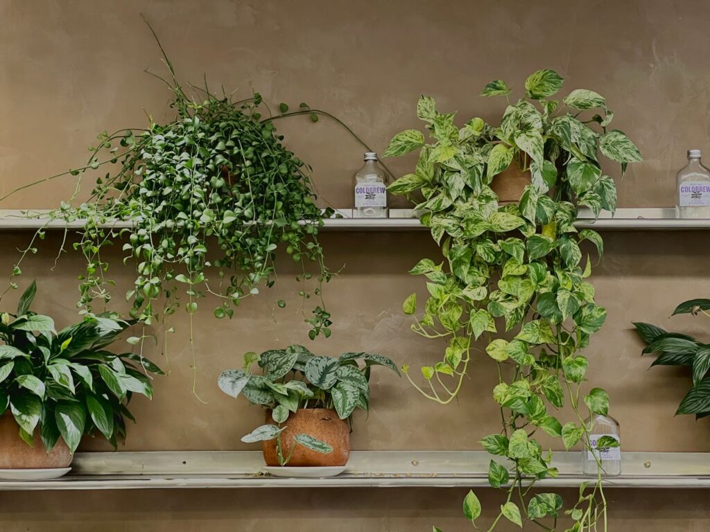 Indoor plants displayed on rustic shelves creating a lush, green atmosphere.
