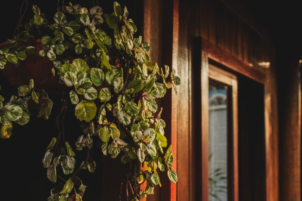 Hanging plant bathed in warm sunlight inside a cozy wooden interior.