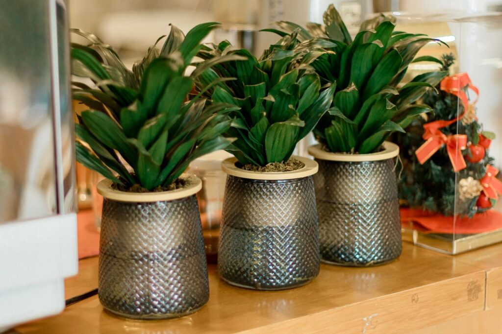 A trio of lush green plants in decorative pots, perfect for adding elegance to any interior space.