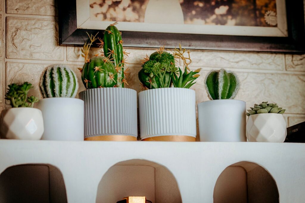 A diverse collection of succulents and cacti arranged in modern pots indoors.