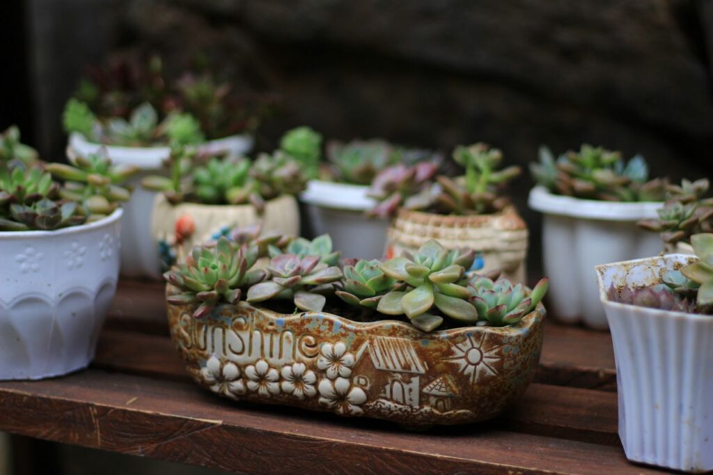 Close-up of succulent plants in artistic pots on a wooden shelf, outdoors.