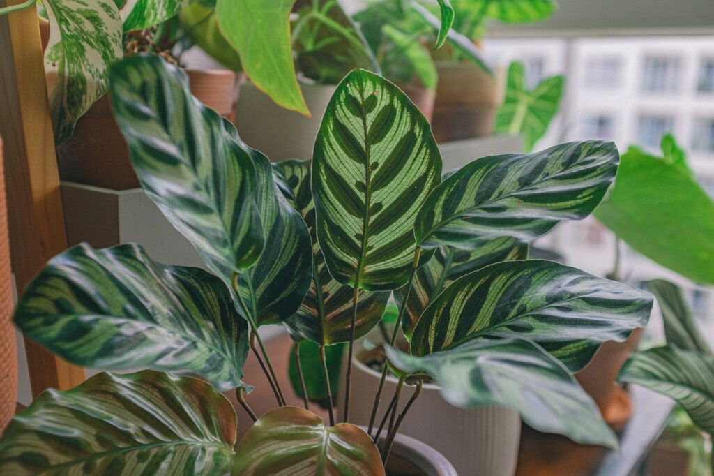 Close-up of lush indoor green plants with striped leaves in natural light, showcasing home decoration.