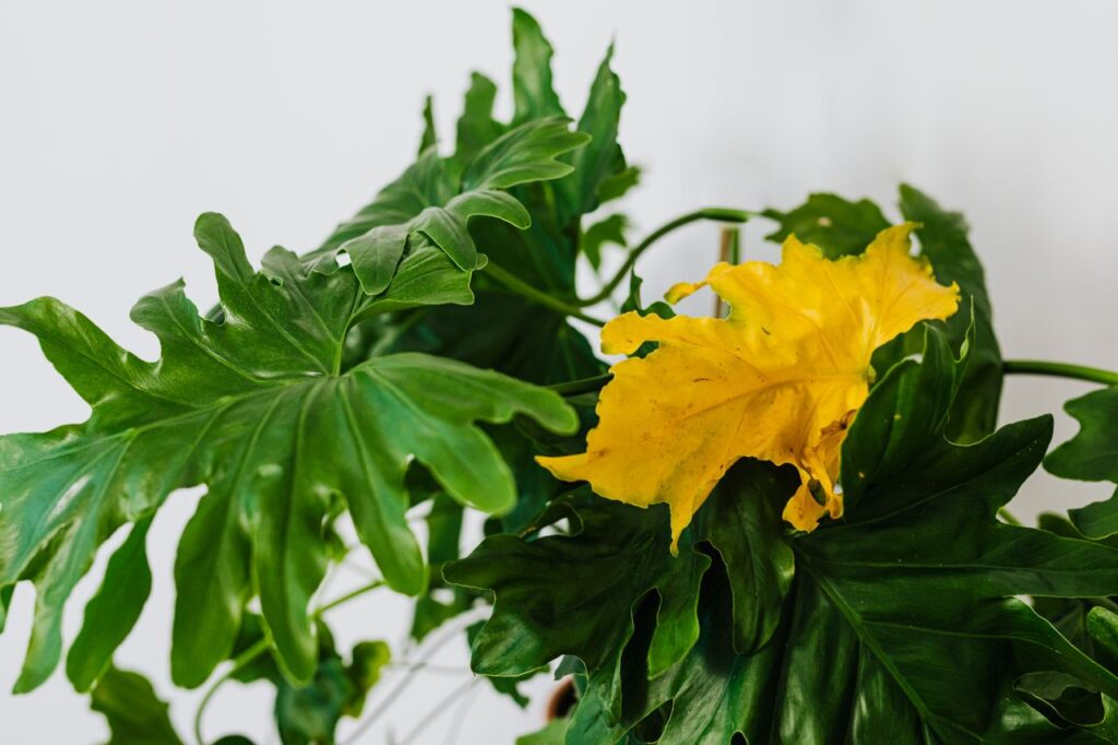 Close-up of tropical philodendron plant with vibrant yellow leaf on white background.
