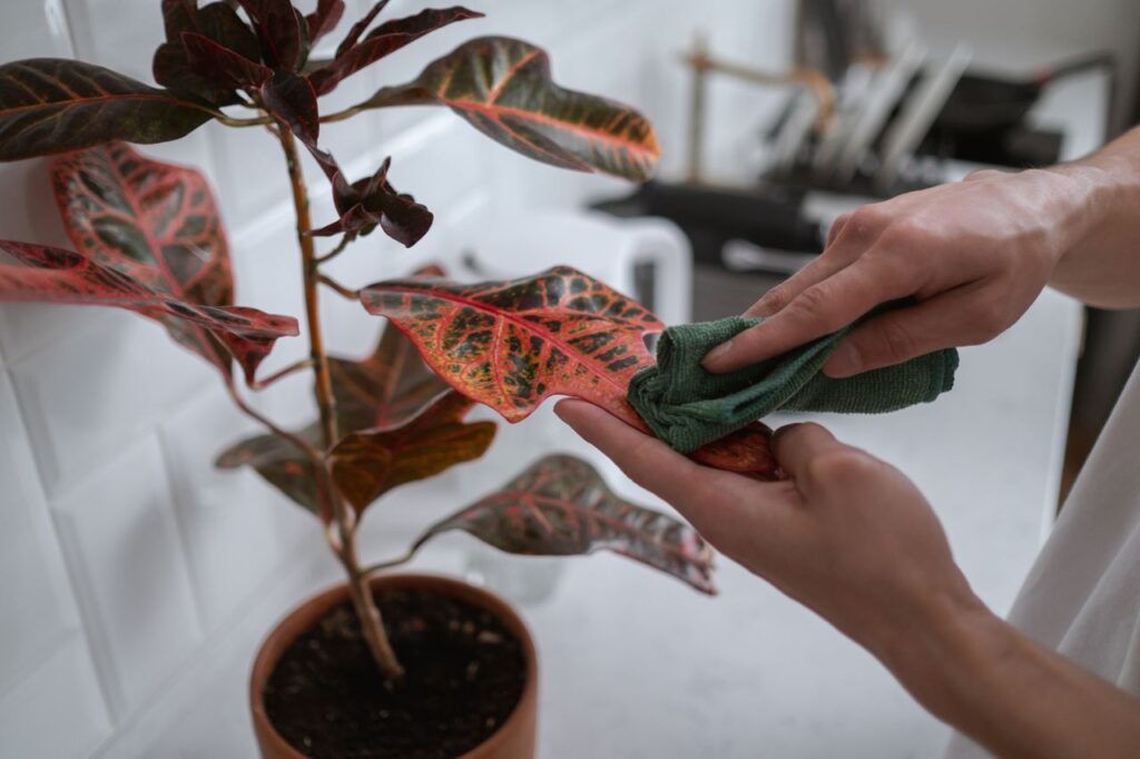 Hands cleaning vibrant houseplant leaves with a cloth in a kitchen setting.