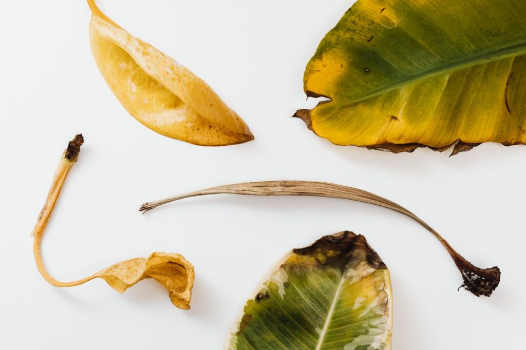 Aesthetic arrangement of various dried leaves with brown edges on a clean white background.