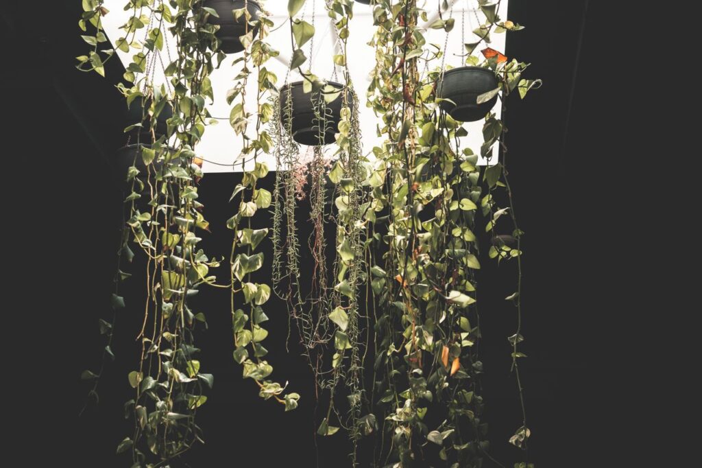 From below of green plants in pots hanging under bright lamp in ceiling in dark room