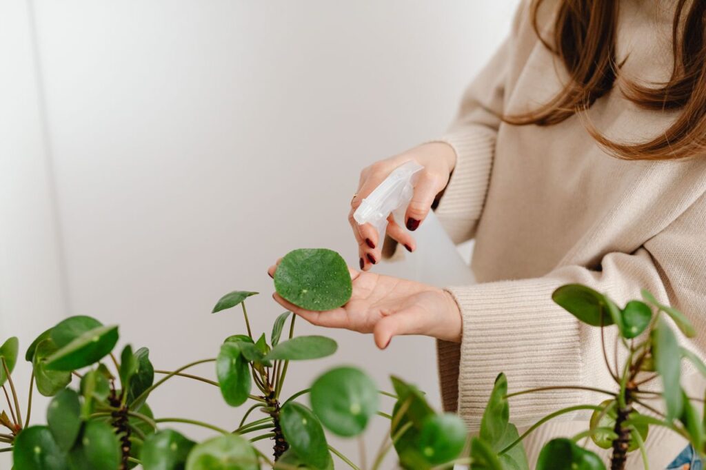 Close-up of a woman using a spray bottle to water Pilea plant leaves indoors.