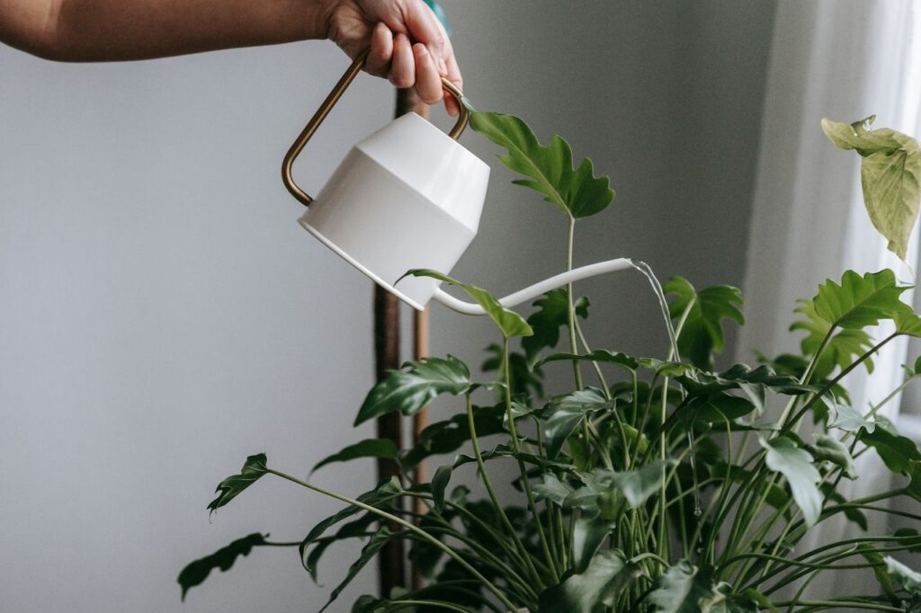 Crop unrecognizable person with watering can pouring water into flowerpot with green plant while standing near wall in light room