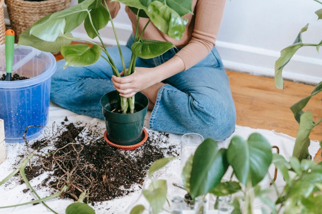 High angle of crop anonymous female gardener sitting on floor and planting houseplant in flowerpot for home decor
