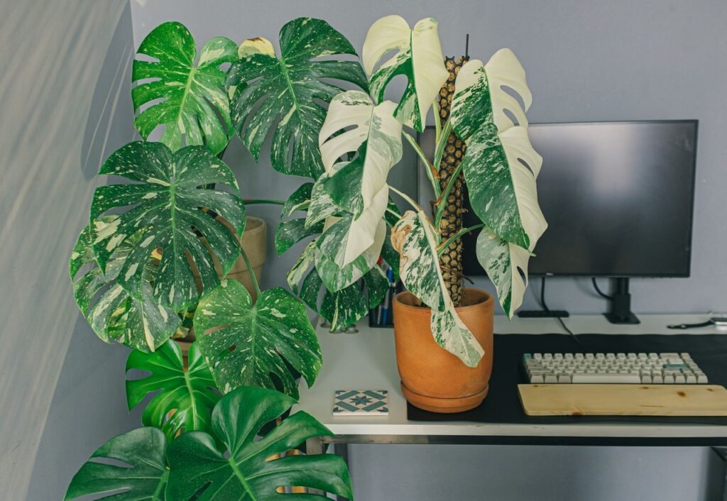 A stylish desk setup featuring Monstera plants with a computer, creating a fresh and modern workspace vibe.