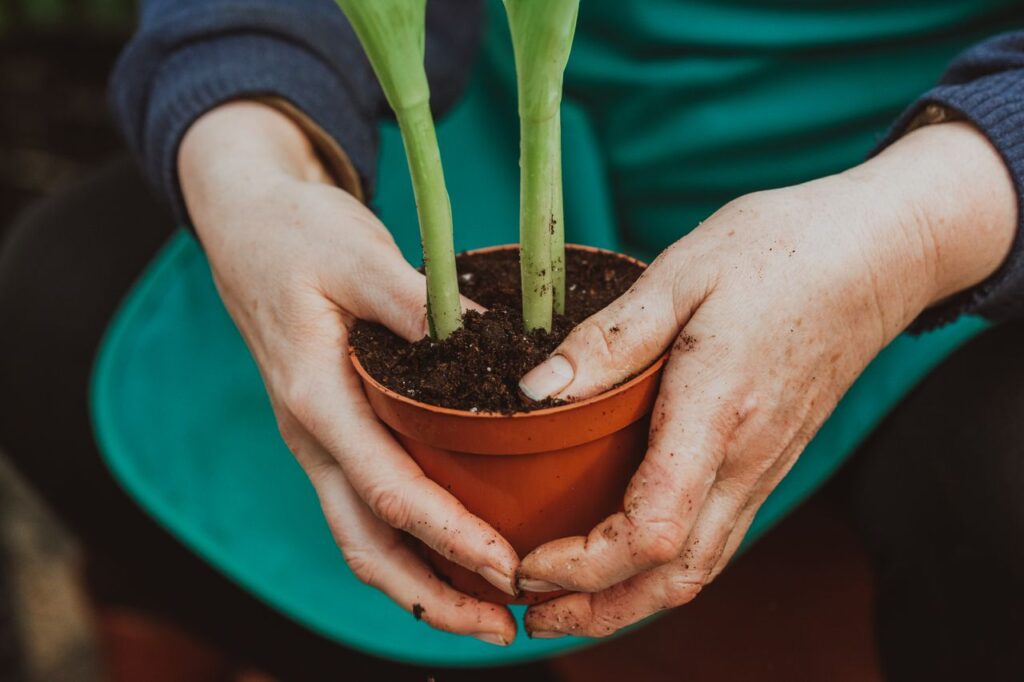 Crop anonymous horticulturist wearing uniform planting flower with green stems into flowerpot with soil in hands while working in greenhouse