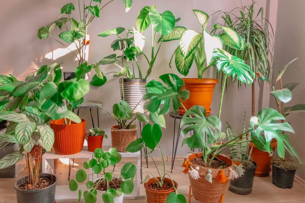 Lush indoor garden filled with diverse potted houseplants in a sunlit room, creating a cozy atmosphere.