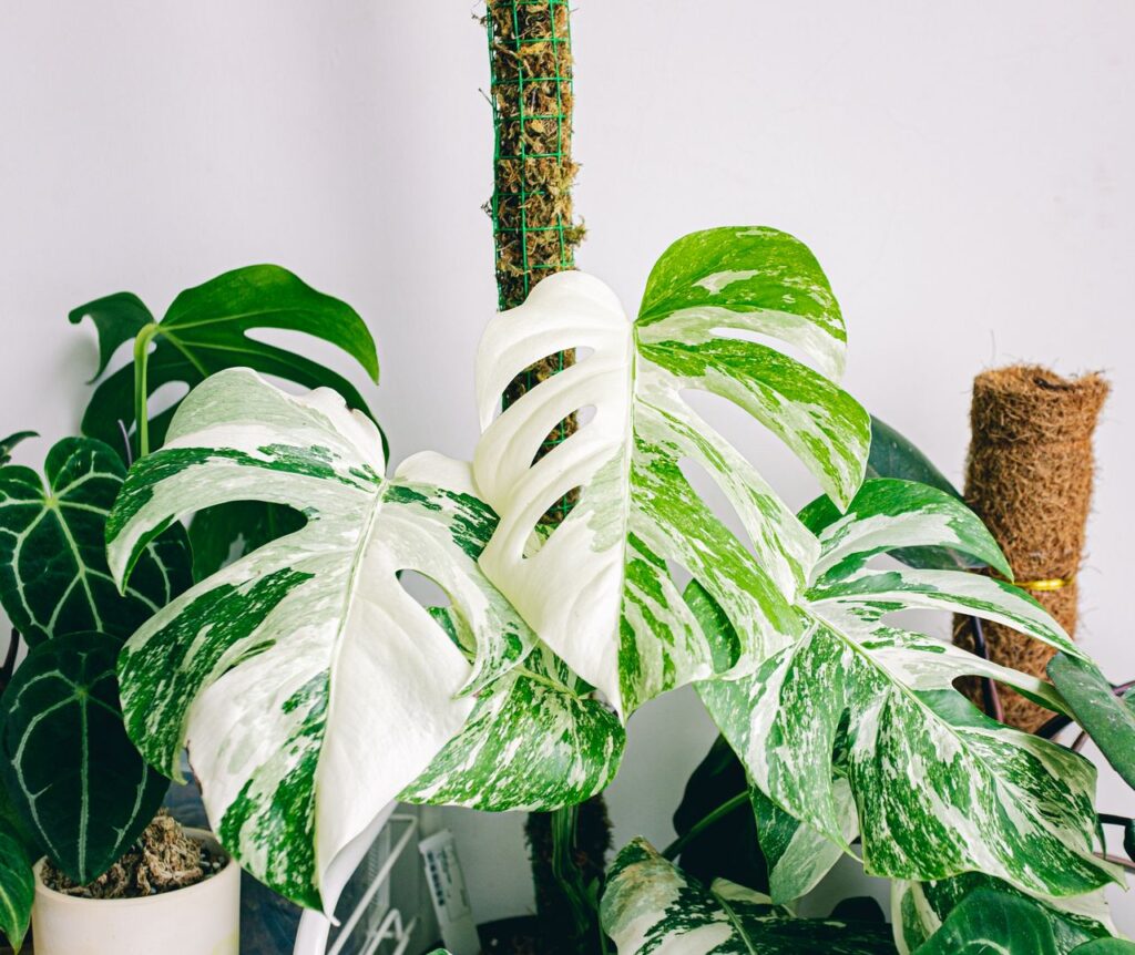 Close-up of a variegated Monstera plant with lush foliage in a bright indoor environment.