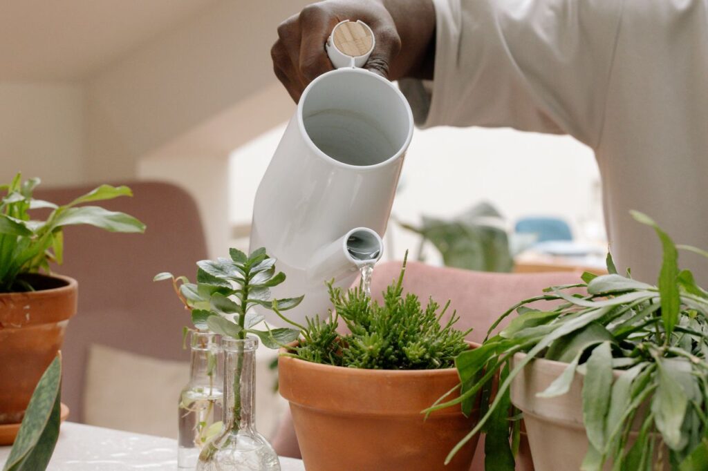 Gardener watering indoor houseplants with a white ceramic watering can in a cozy room.