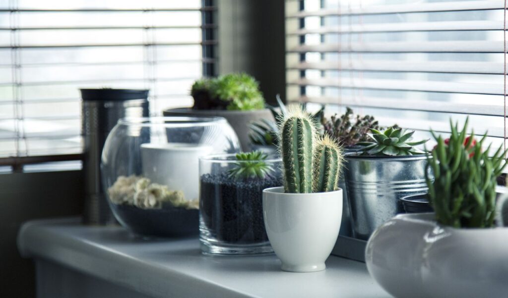 A collection of succulents and cacti in pots on a window sill, creating a tranquil indoor plant display.