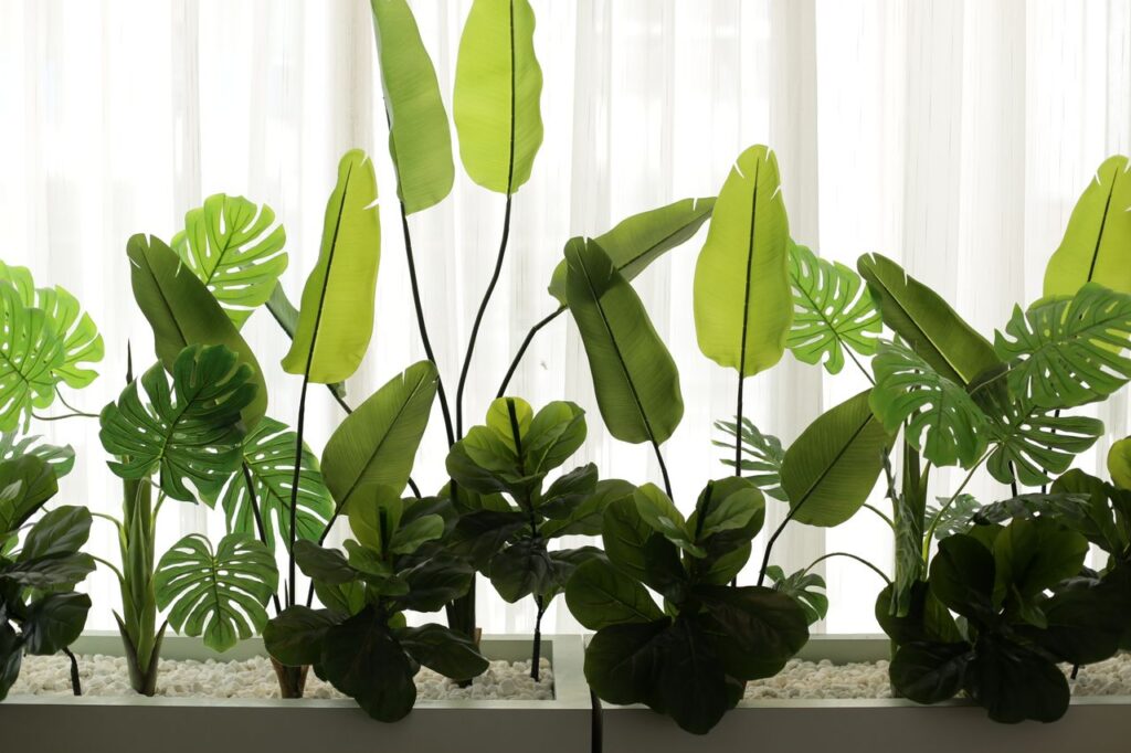 Vibrant tropical plants with sunlight filtered through curtains indoors.
